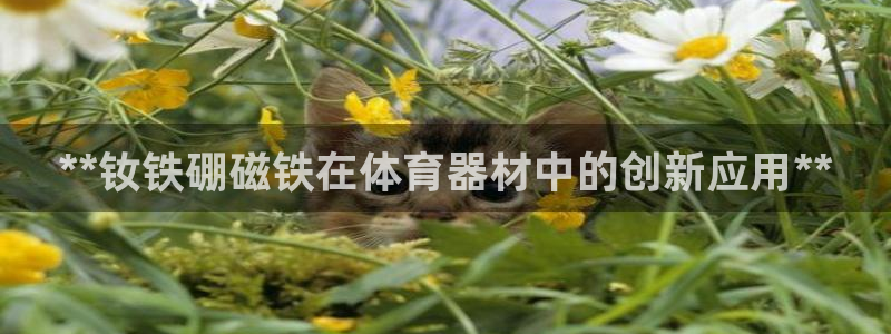 耀世平台总代理在哪：**钕铁硼磁铁在体育器材中的创新