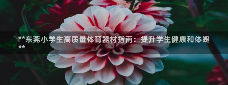耀世是什么意思：**东莞小学生高质量体育器材指南：提