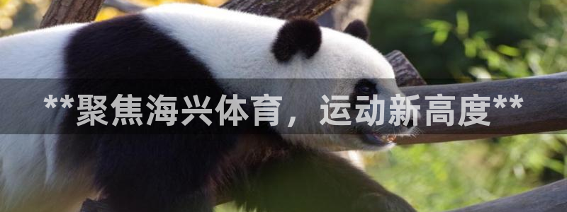 耀世平台注册最新地址在哪：**聚焦海兴体育，运动新高